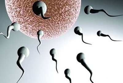 【精子在女性体内存活时间】精子和卵子结合有什么反应_如何提高精子的质量