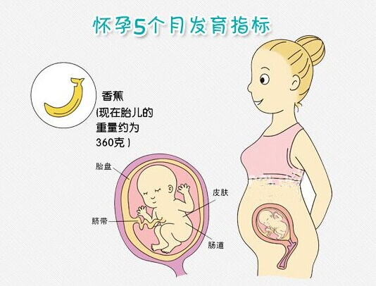 【怀孕20周】怀孕20周胎儿发育情况_怀孕20周胎儿图