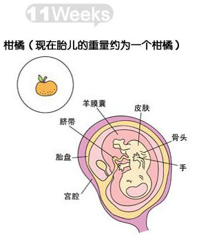 【怀孕11周】怀孕11周胎儿发育情况_怀孕11周胎儿图