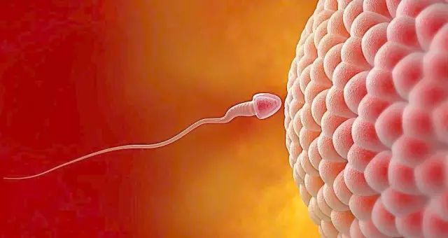 排卵期同房怎么提高受孕幾率