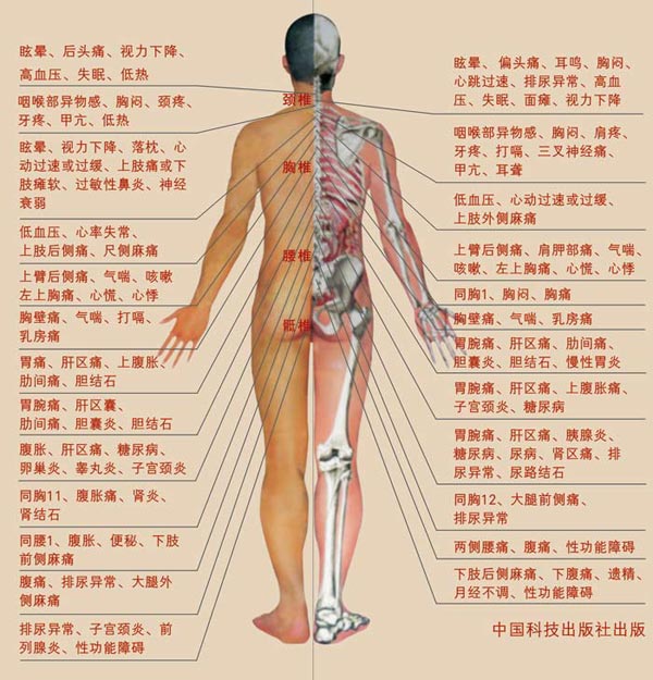 人体器官内脏结构分布图及解说:      由多种组织构成的能行使