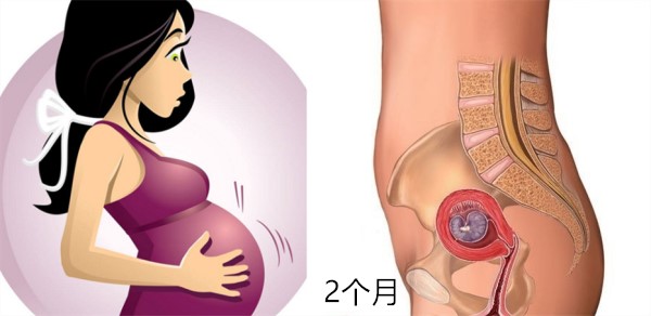 怀孕1～10月肚子变化 图文解读胎儿发育全过程-妈妈宝宝网