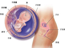 【怀孕11周】怀孕11周胎儿发育情况_怀孕11周胎儿图