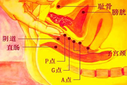 女性a点身体图片