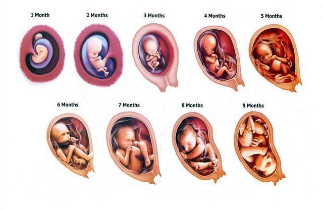 孕宝宝每周发育过程图图片