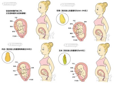 6个月胎儿发育过程图